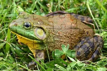 פאזל של Lithobates catesbeianus