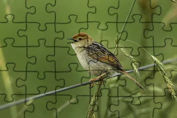 Cisticola South Africa