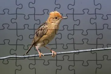 Cisticola testa dorata