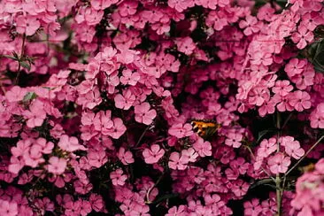 Butterfly on Flowers jigsaw puzzle