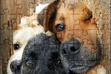 perros jigsaw puzzle