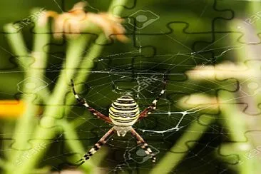 פאזל של ARAÃ‘A