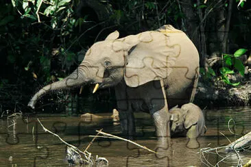 Elefante africano della foresta