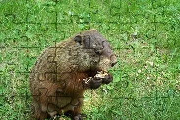 Marmotta americana jigsaw puzzle