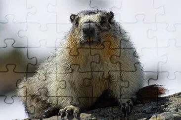 Marmotta dal ventre giallo jigsaw puzzle