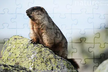 פאזל של Marmotta dalla testa nera