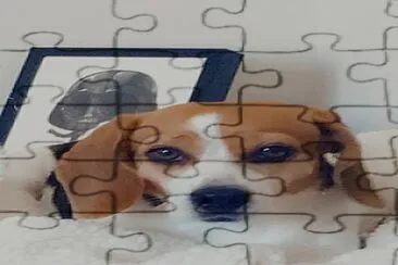 Beagle dog named Sugar jigsaw puzzle