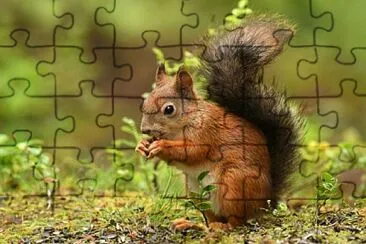 SQUIRREL jigsaw puzzle