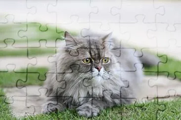 rompecabeza  de gato persa jigsaw puzzle