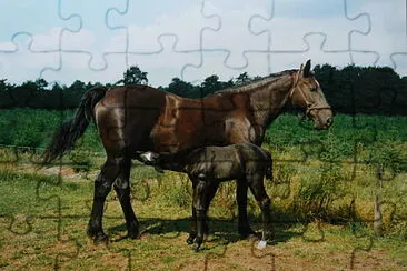 Groninger jigsaw puzzle