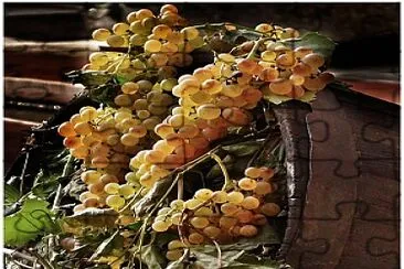 tempo di vendemmia