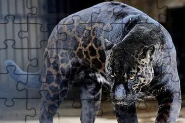 rare Black Jaguar