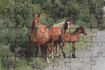 Kaimanawa della nuova zelanda jigsaw puzzle