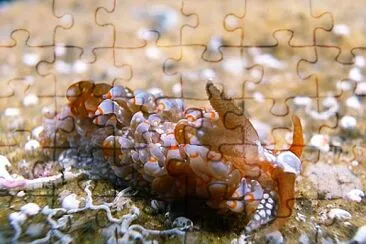 Baeolidia australis jigsaw puzzle