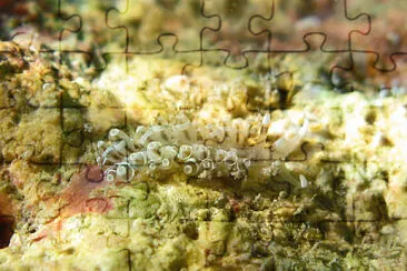 Herviella albida jigsaw puzzle