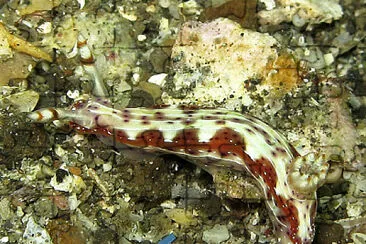 Hypselodoris maculosa jigsaw puzzle