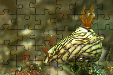 Hypsecolodoris nigrostriata jigsaw puzzle