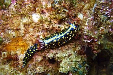 Hypsecolodoris obscura jigsaw puzzle