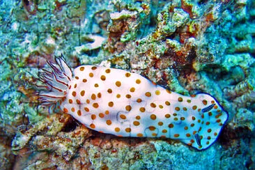 Hypsecolodoris pulchella jigsaw puzzle