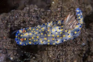 Hypsecolodoris roo jigsaw puzzle