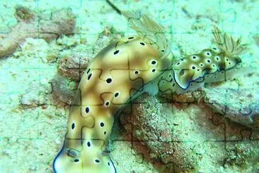 Hypsecolodoris tryoni jigsaw puzzle