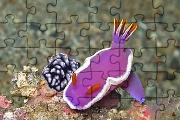 Hypsecolodoris variobranchia jigsaw puzzle