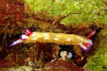 Hypsecolodoris violabranchia jigsaw puzzle