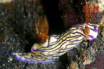 Hypsecolodoris zephyra jigsaw puzzle