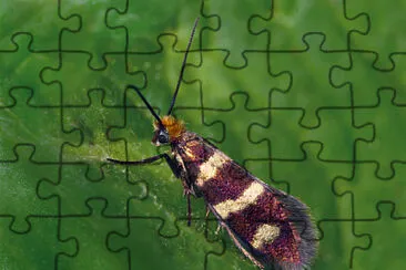 Microptelix aureatella jigsaw puzzle