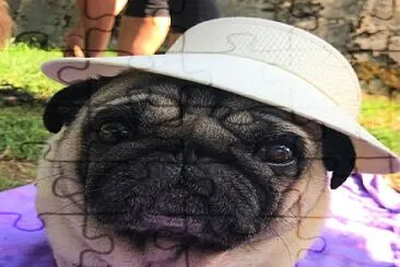 pug