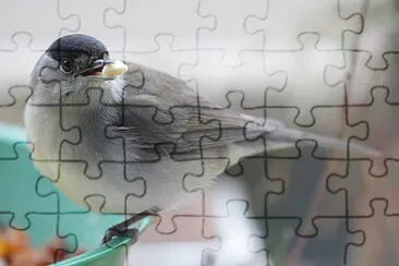 Sylvia atricapilla jigsaw puzzle