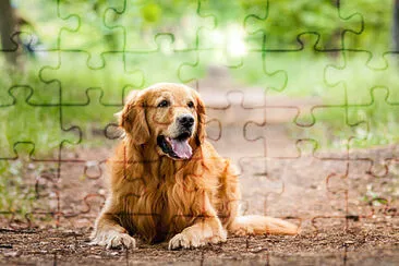  jigsaw puzzle