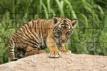 baby tiger