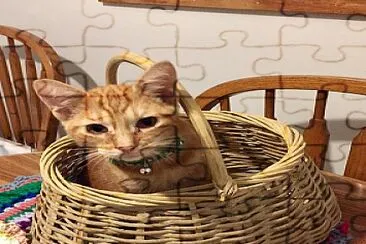 HappyCat in a basket