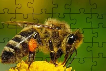 BEE jigsaw puzzle