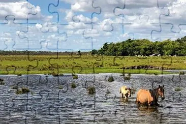 ecosistema jigsaw puzzle