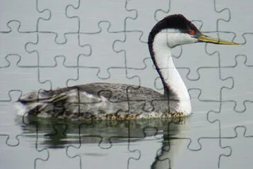 Svasso cigno jigsaw puzzle