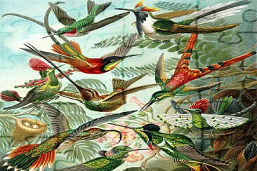 birds jigsaw puzzle