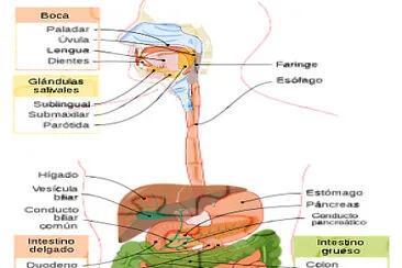  "Aparato Digestivo " jigsaw puzzle
