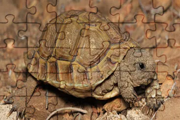 Homopus femoralis jigsaw puzzle