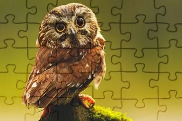 rompe jigsaw puzzle