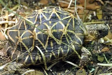 Stellata indiana