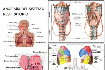 SISTEMA RESPIRATORIO