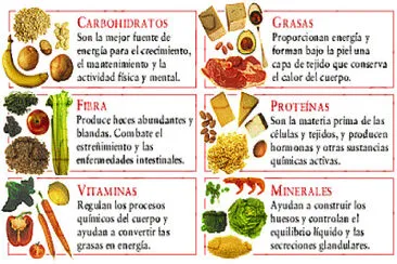 Nutrientes esenciales jigsaw puzzle