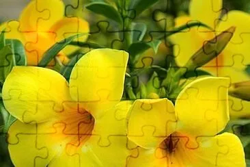 flores - Allamanda jigsaw puzzle