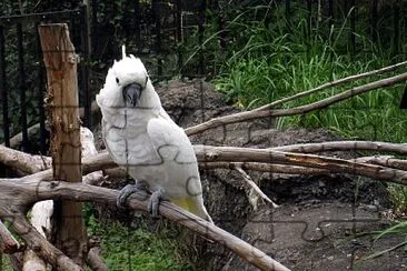 Cacatua alba