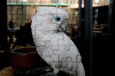 Cacatua ducorpsii jigsaw puzzle