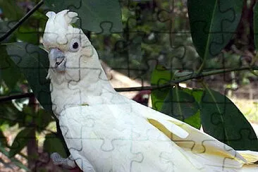 פאזל של cacatua delle Filippine