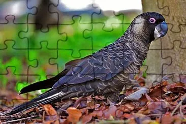 Cacatua nero becco corto jigsaw puzzle