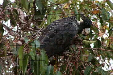 Cacatua nero becco lungo jigsaw puzzle